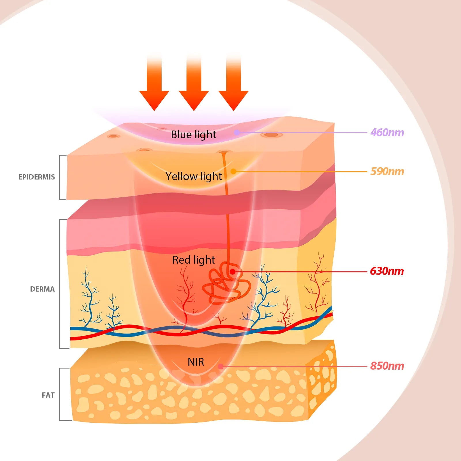 Lámpara de belleza facial de luz roja Comfytemp🔥