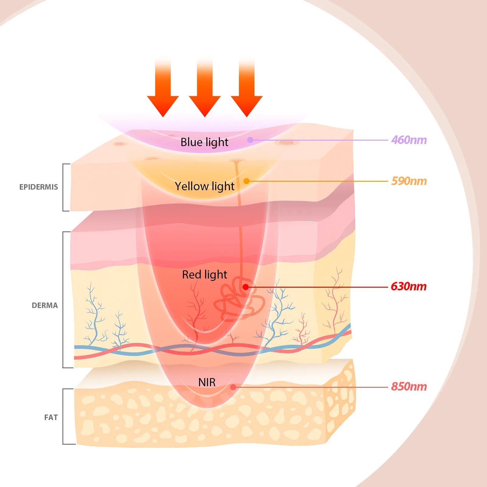 Lámpara de belleza facial de luz roja Comfytemp🔥